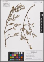 Foto von Salix caprea L.